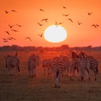 Photo of zebras at a bird-filled sunset
